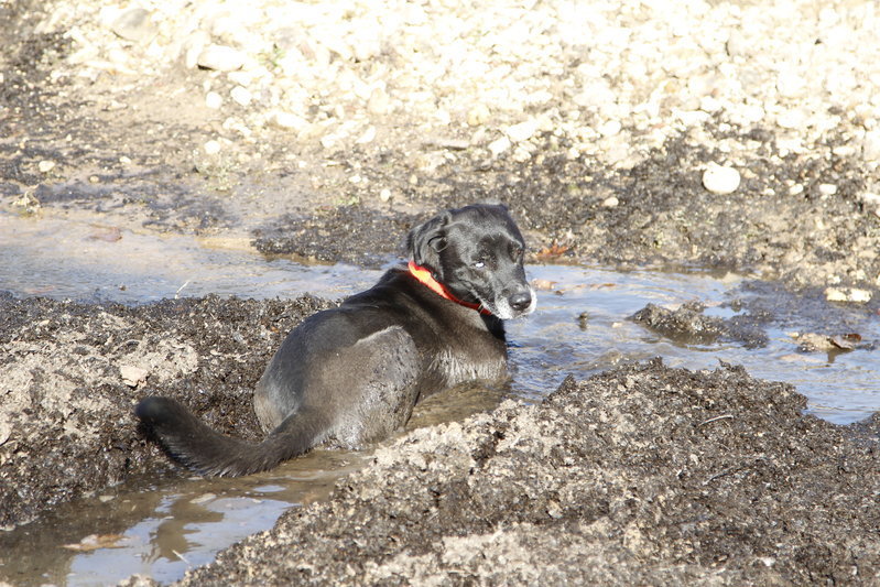 polly mud LBL.jpg