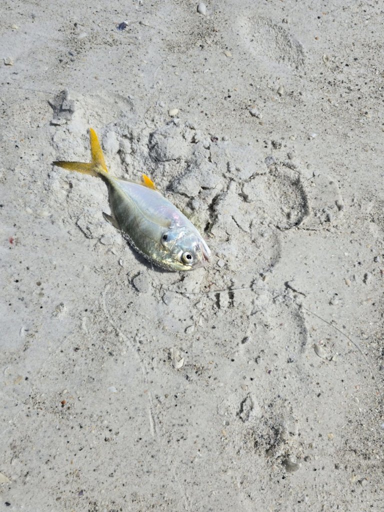 pompano1.jpg