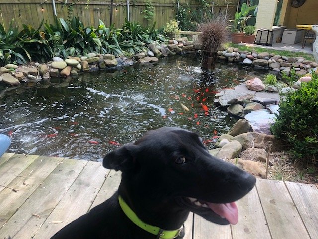 Pond 2.jpg