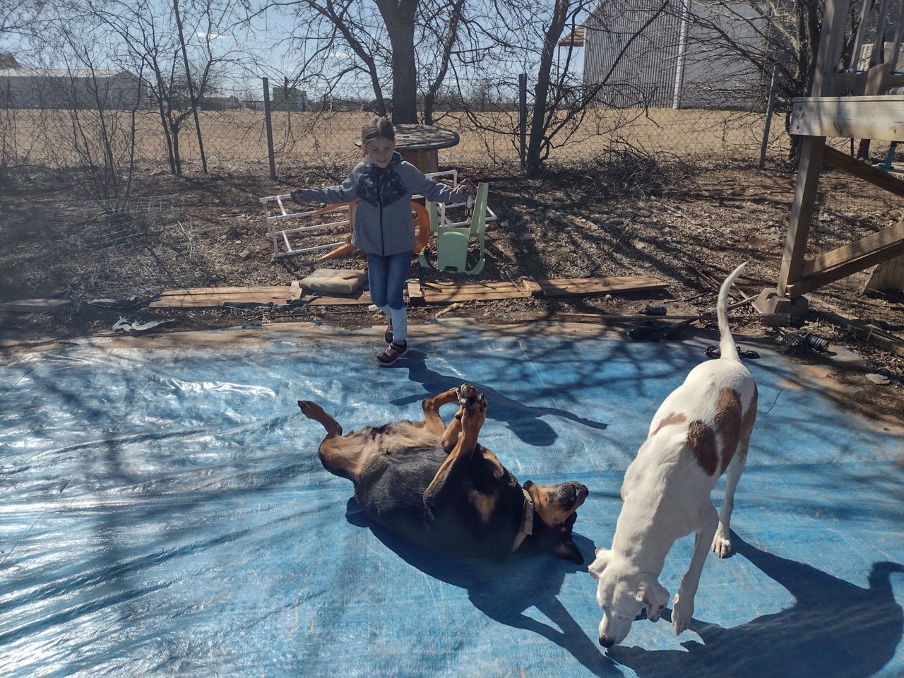 Pool demo dogs (1).jpg