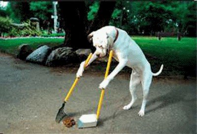 poop-scoop-dog21.jpg