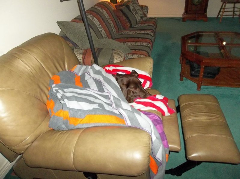 Poor doggie.jpg