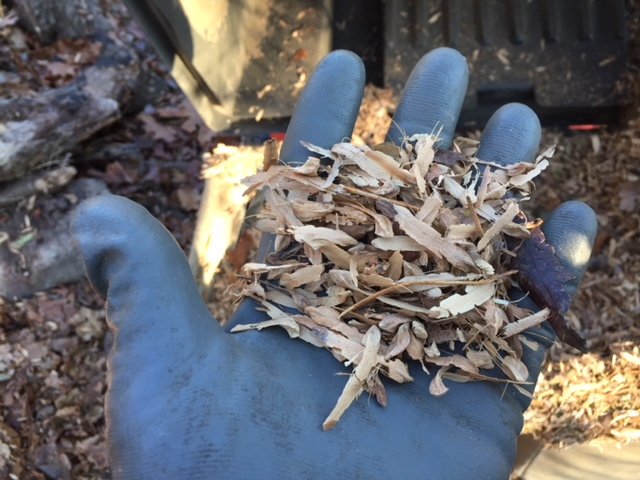 poplar2.jpg
