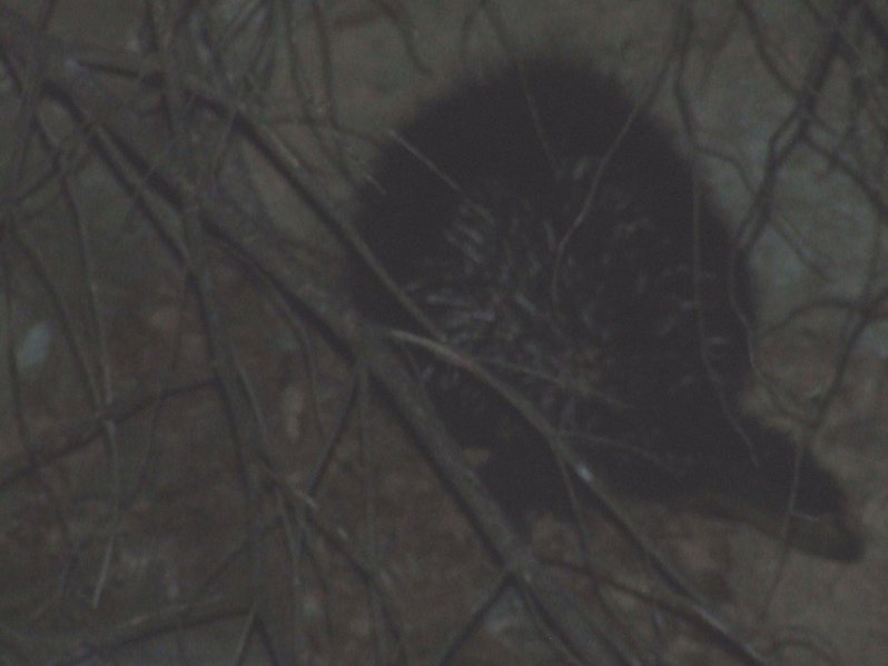 porcupine.jpg