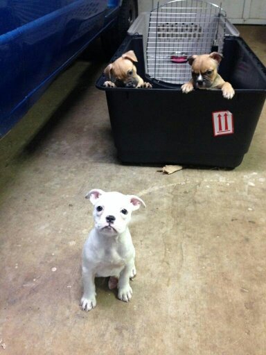 porky 7weeks.jpg