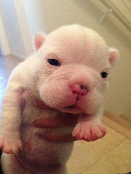 porky - newborn.jpg