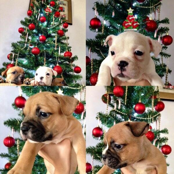 porky x-mas.jpg