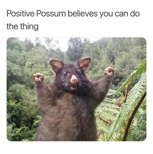 positive-thrusday-meme-with-supportive-possum-cheering-for-you.jpg