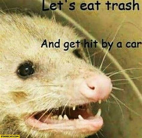 possum.jpg