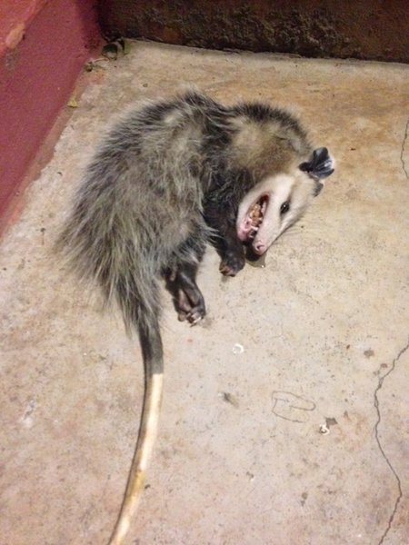 Possum.jpg