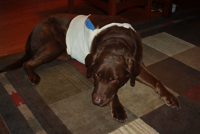 Post Lipoma Surgery.jpg