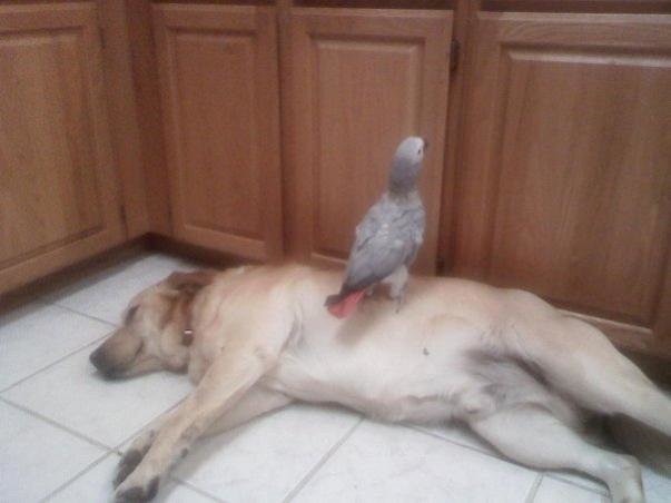 Pounder and Gill.jpg