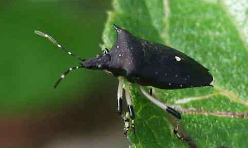 proxys_punctulatus01.jpg
