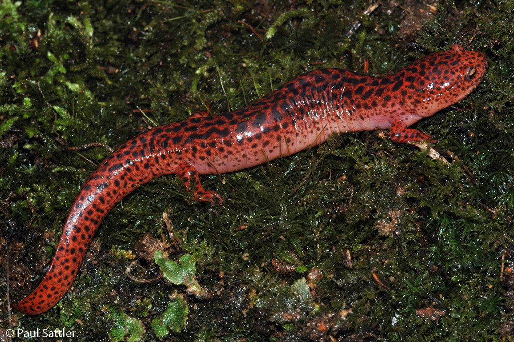 Pseudotriton%20ruber%202008.jpg