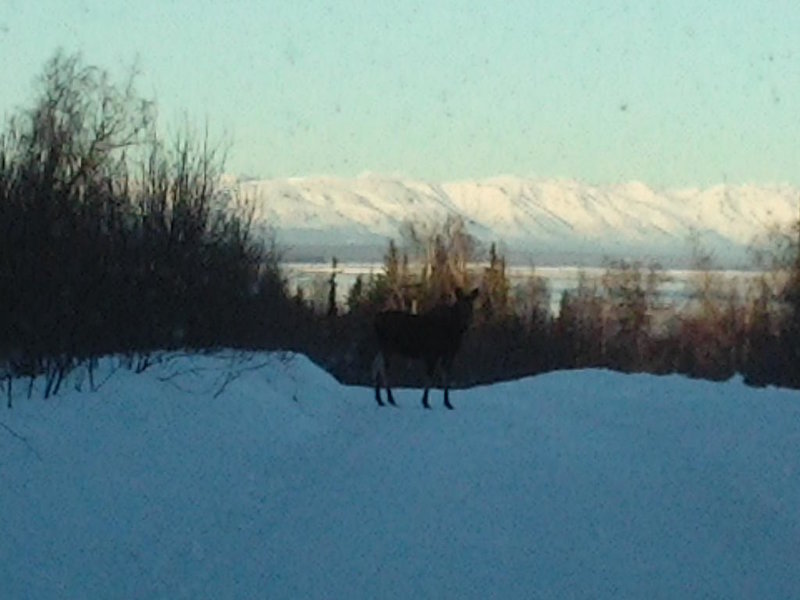Pt MacKenzie Moose 2 (1).jpg