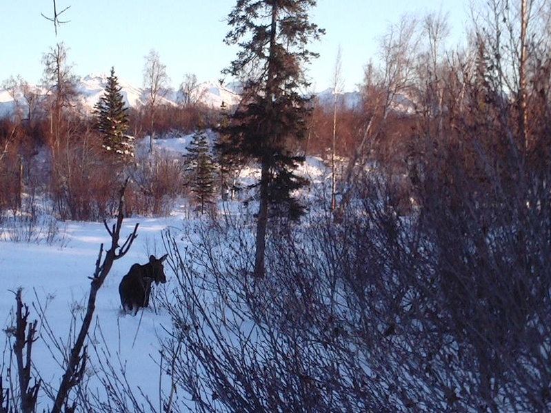 Pt MacKenzie Moose 2 (3).jpg