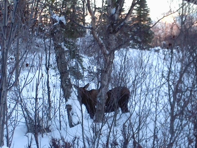 Pt MacKenzie Moose 3.jpg