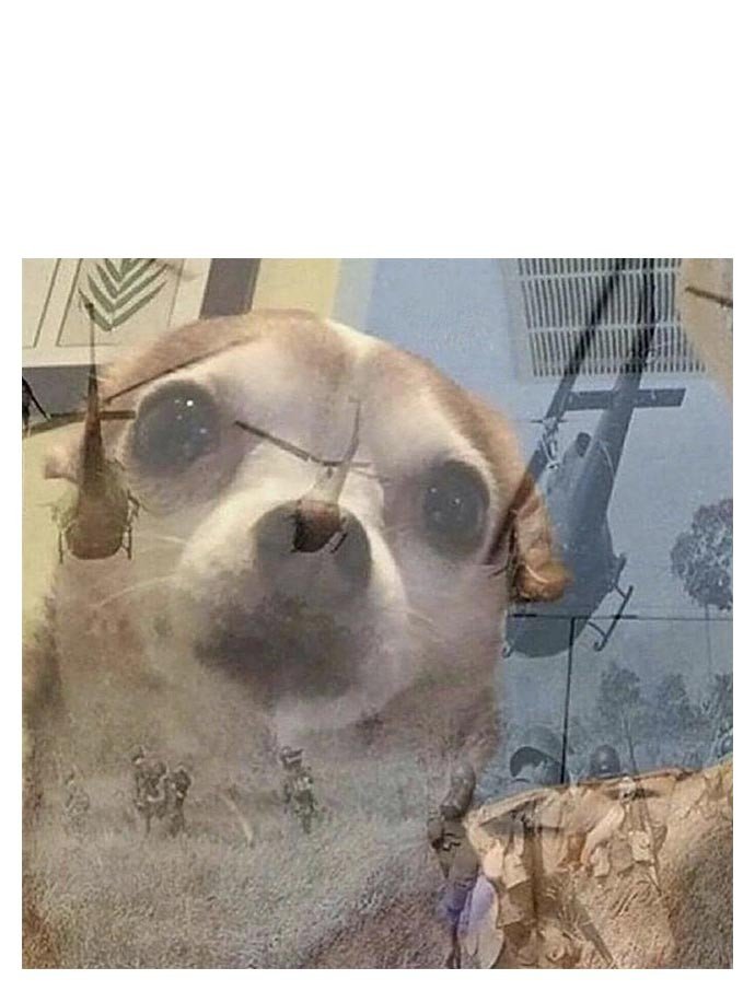 PTSD Chihuahua 23052024055350.jpg