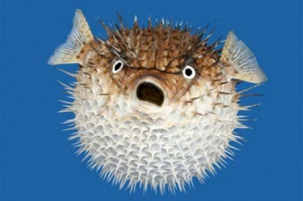 puffer-fish.jpg