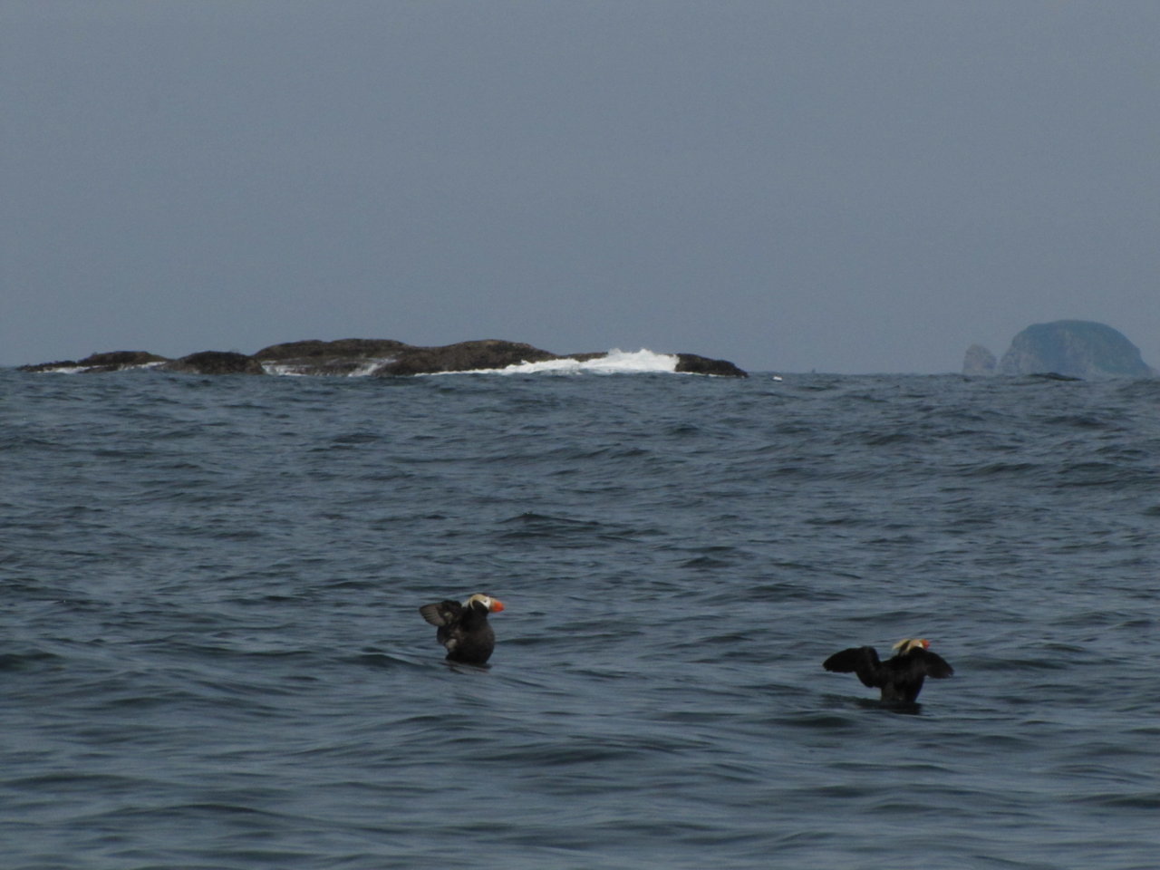 puffins.jpg