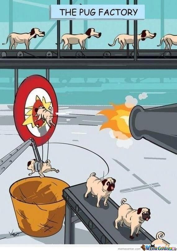 pug-factory_o_671040.jpg