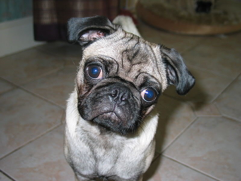 pug_d08e5aee0d3a0100012b6b1bbf4e73f43176d968.jpg
