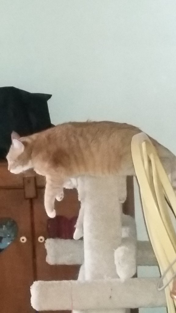 pumpkin .jpg