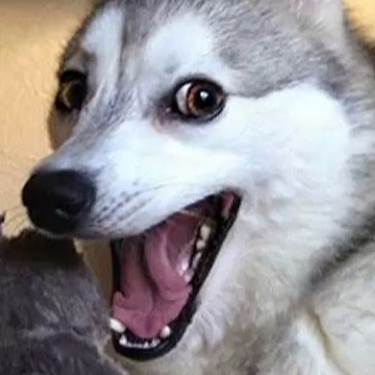 punny husky.jpg