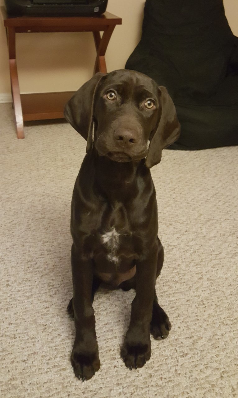 Pup.jpg