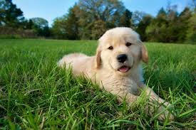 pup.jpg