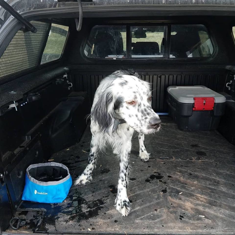 pup.jpg