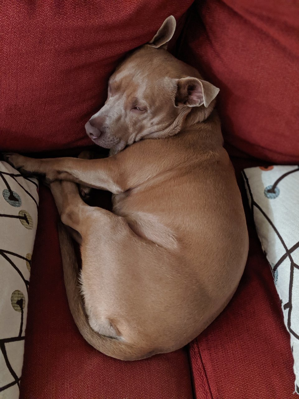 pup.jpg