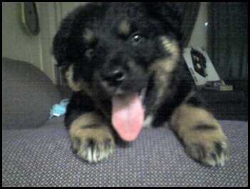 pup.jpg