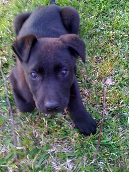 pup.jpg