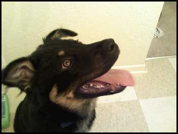 pup1.jpg