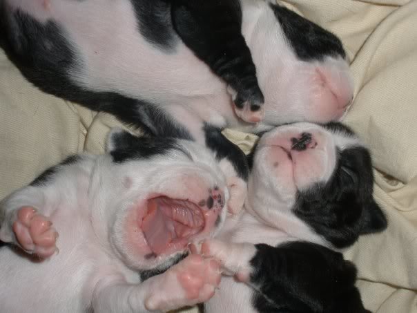 pup13_8c53001c2a2d46b03196fb7e283fce503ace6b66.jpg