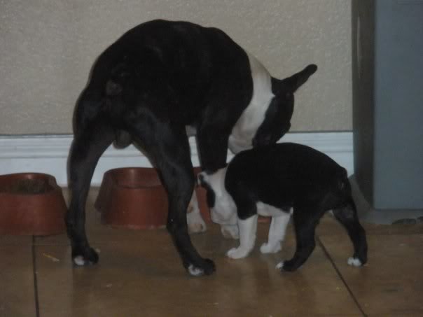 pup14_7e74412c9857a24d1a11b49f2a194283ec76b21f.jpg
