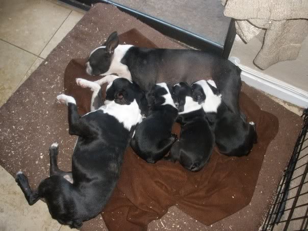 pup16_cd016fa7751eeb935741ba04e03967d2db839127.jpg