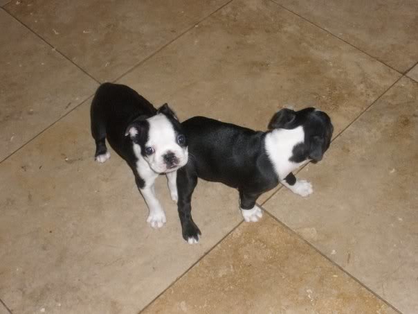 pup17_f5335d43d85ed21d3524fcd8f8d931836a145844.jpg