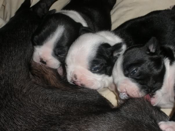 pup7_71d8ceca69d3f6490bb1fe3314cedb6d074bf94b.jpg