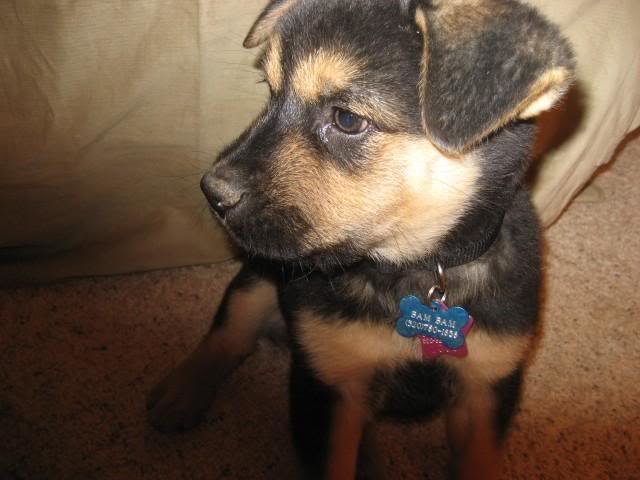 pup_998691930952012cc5c8b6b91d4c09a6319e191e.jpg