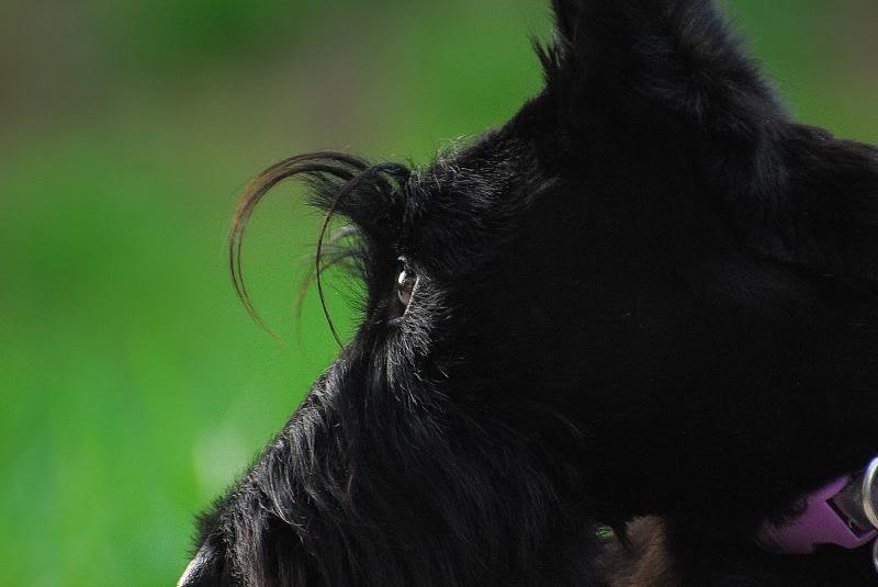 Pup_zps46f132a4_58c9f86d52419ecfe4f570974a6225dfb4a448bf.jpg