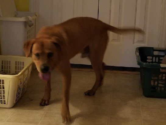 puppers2 (2).jpg