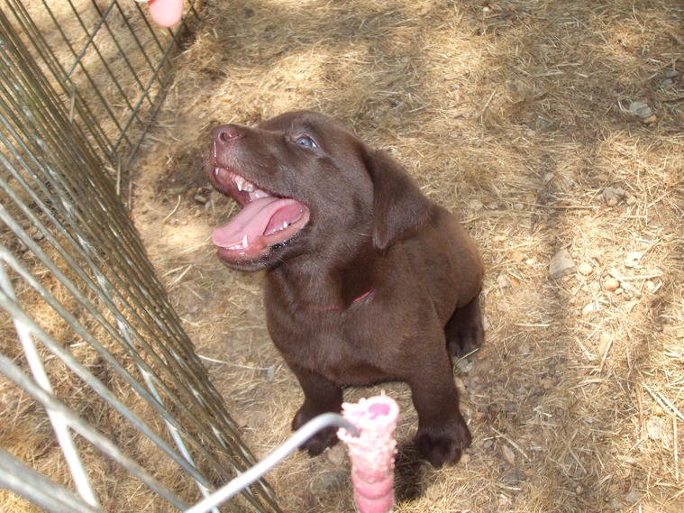 Puppies 055.jpg