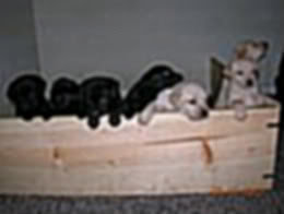 puppies-1_7052c0bdc4d7157842bf7b4bd3d7ab9a3a4289d5.jpg