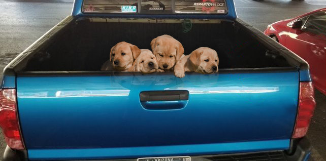 puppies.jpg
