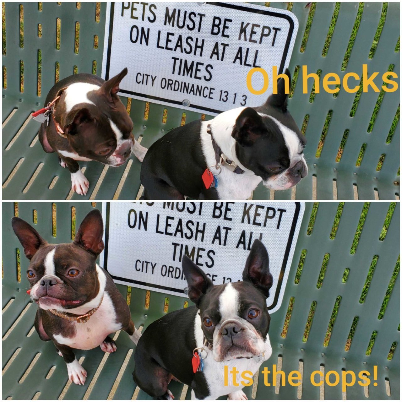 Puppy cops.jpg