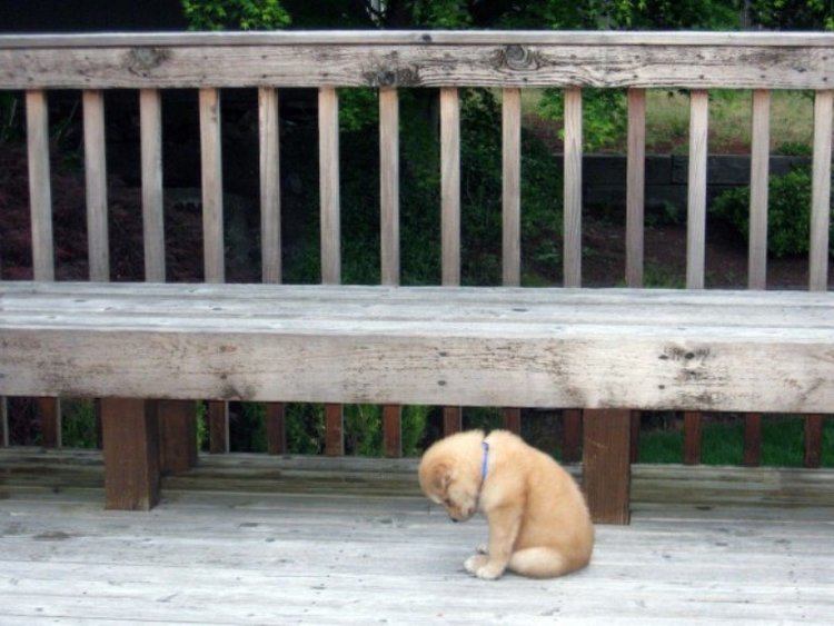 puppy.jpg