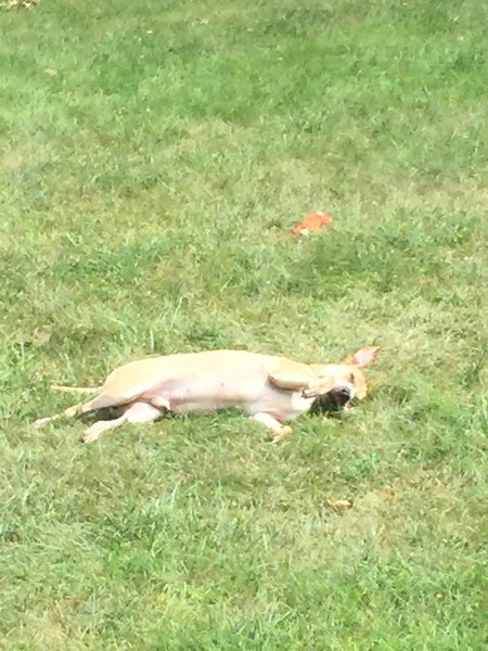 Puppy sleeping in yard.jpg