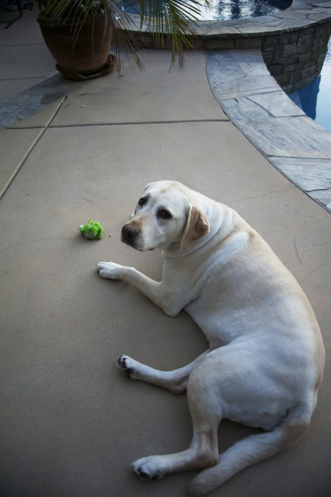 puppy_c1d7f8bcca4ea26fc5aba30744d31fe4bc7dc0f5.jpg